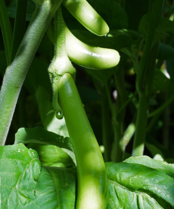 Aubergine Thai Long Green mit ihren lindgrünen leckeren Früchten.