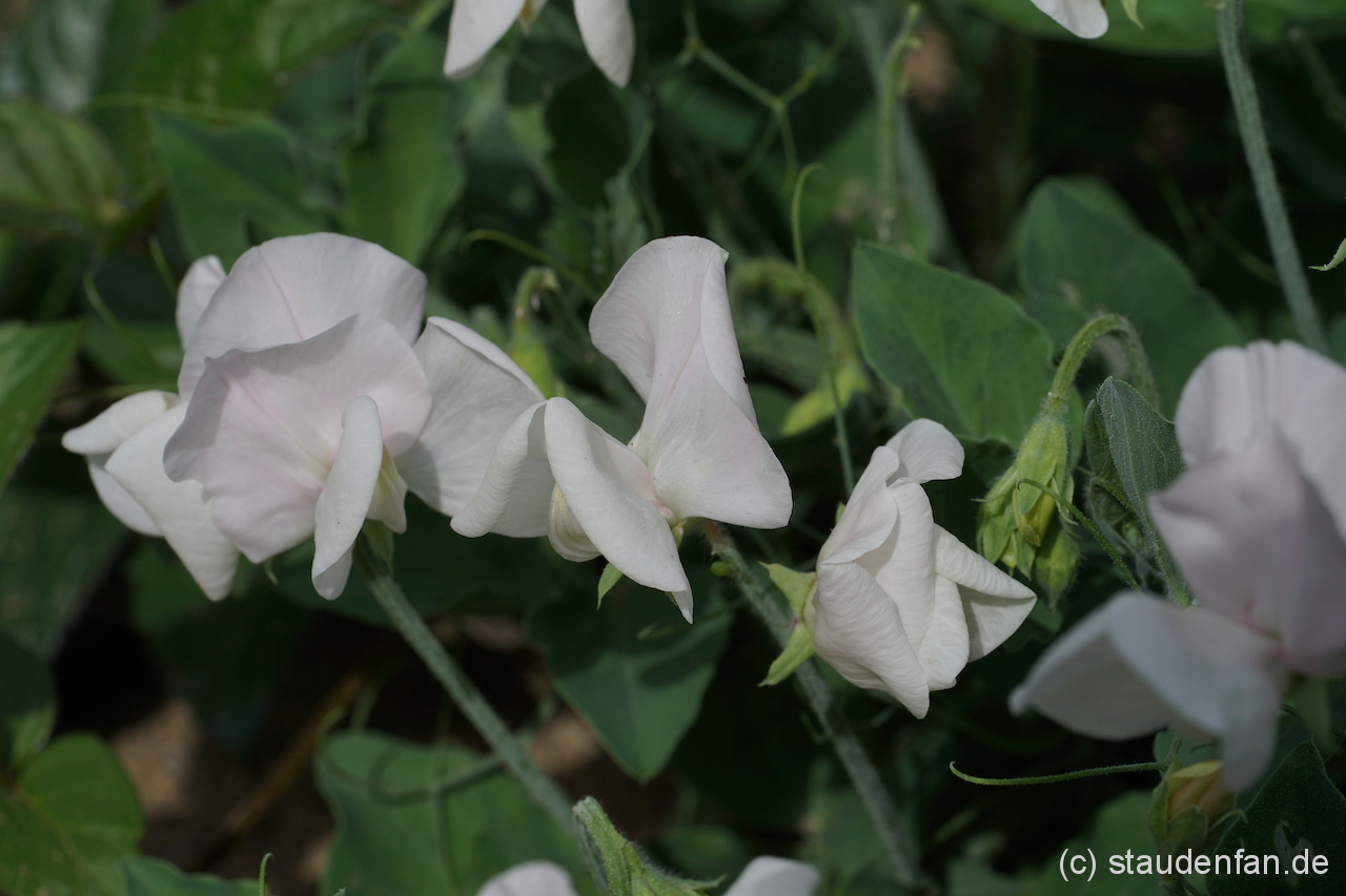 Auch für den Balkon geeignet ist die Sorte Cupid White.