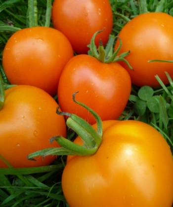 Tomate Auriga