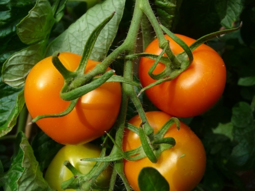 Die Tomate 'Auriga' ist eine alte ostdeutsche Stabtomate und fruchtet bereits sehr früh.