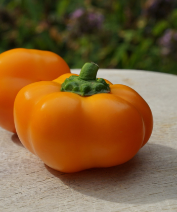 Die Paprika 'Doe Hill Golden Bell' ist eine alte amerikanische Freilandsorte.