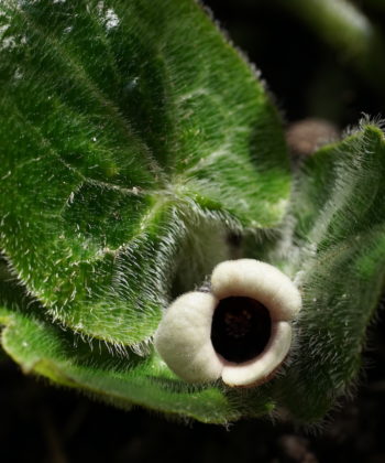 Austrieb und Blüte von Asarum pulchellum.