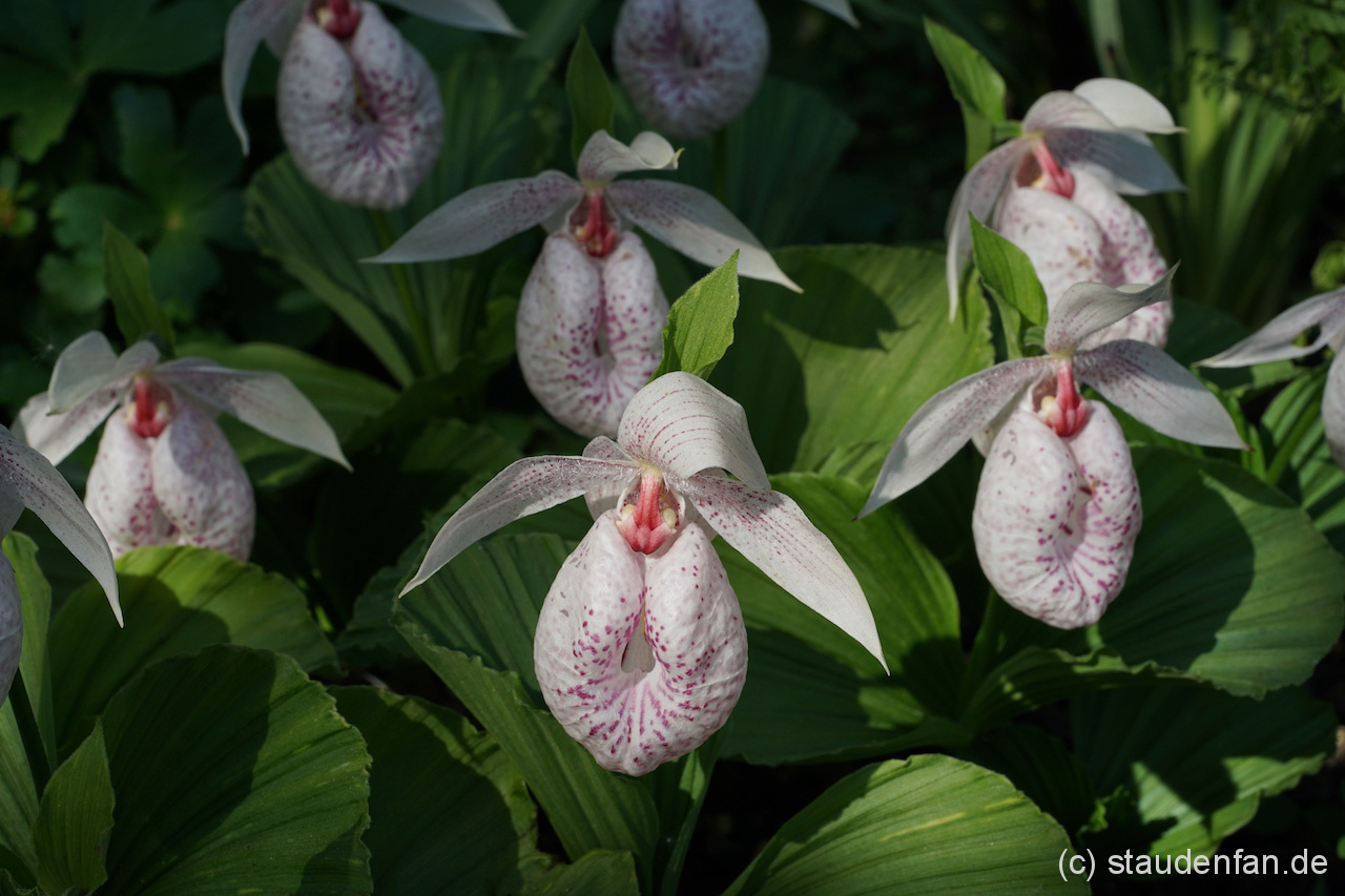 Cypripedium formosanum Gärtnerei Staudenfan