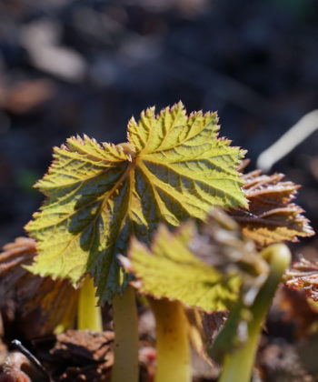 Begonia emeinsis treibt sehr früh, meist schon im April.