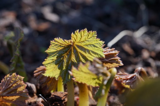 Begonia emeinsis treibt sehr früh, meist schon im April.