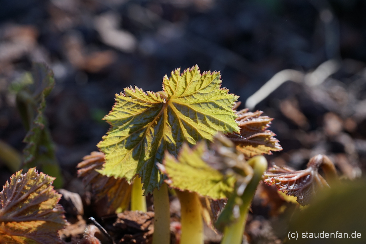 Begonia emeinsis treibt sehr früh, meist schon im April.