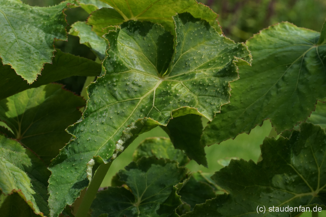 Begonia emeiensis – Bild 6