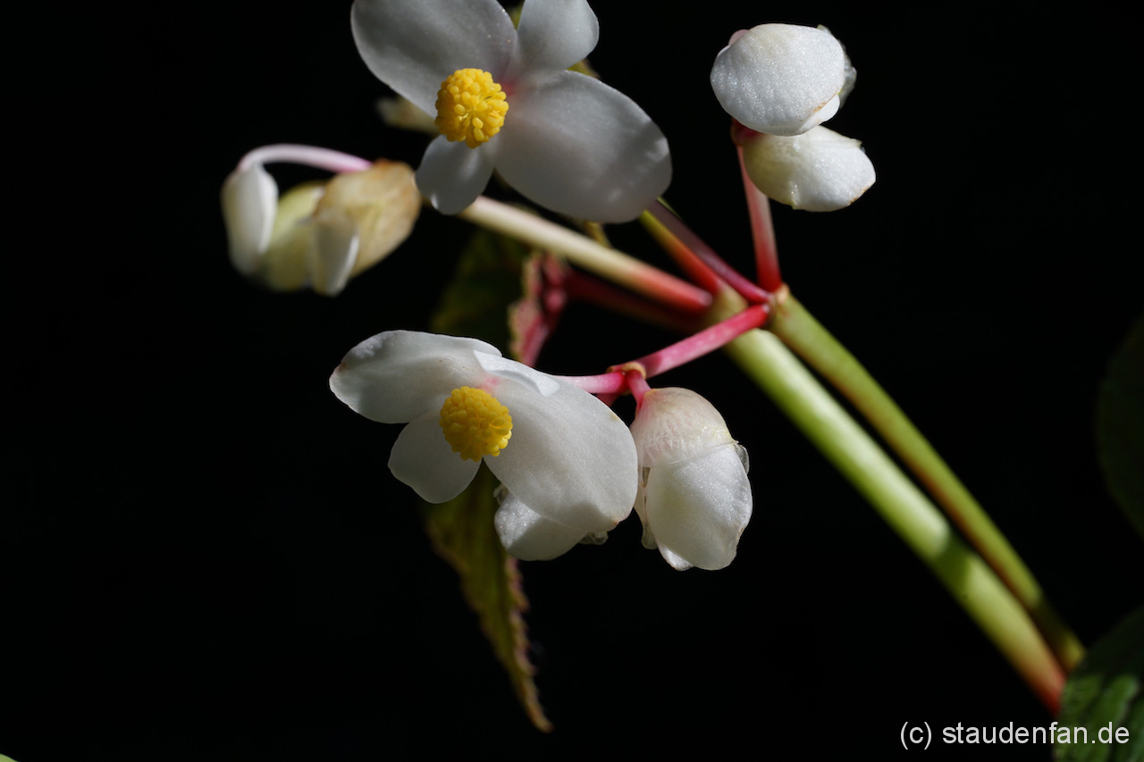 Begonia grandis var. evansiana ‚Alba’
