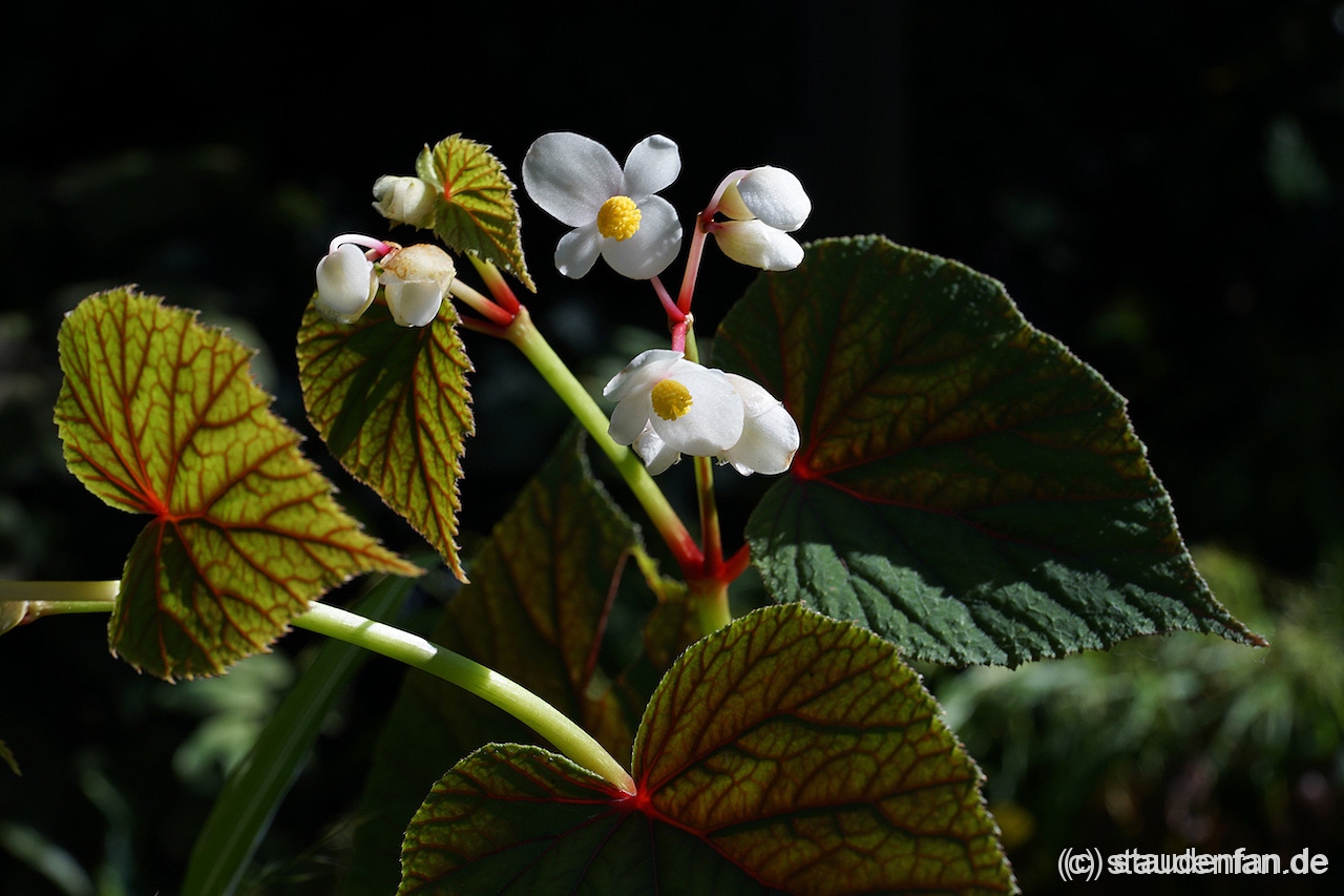 Begonia grandis var. evansiana ‚Alba’ Gärtnerei Staudenfan