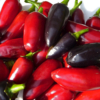 Die Chilischoten von Capsicum 'Purple-Jalapeno' können sowohl unreif (rot) als auch reif (violett) geerntet werden.