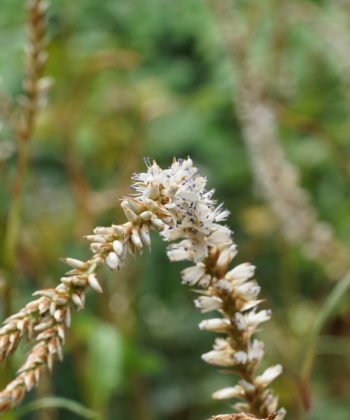 Bei Persicaria amplexicaulis 'Eastfield White' sind die weißen Blütenrispen oft elegant seitwärts gerichtet.