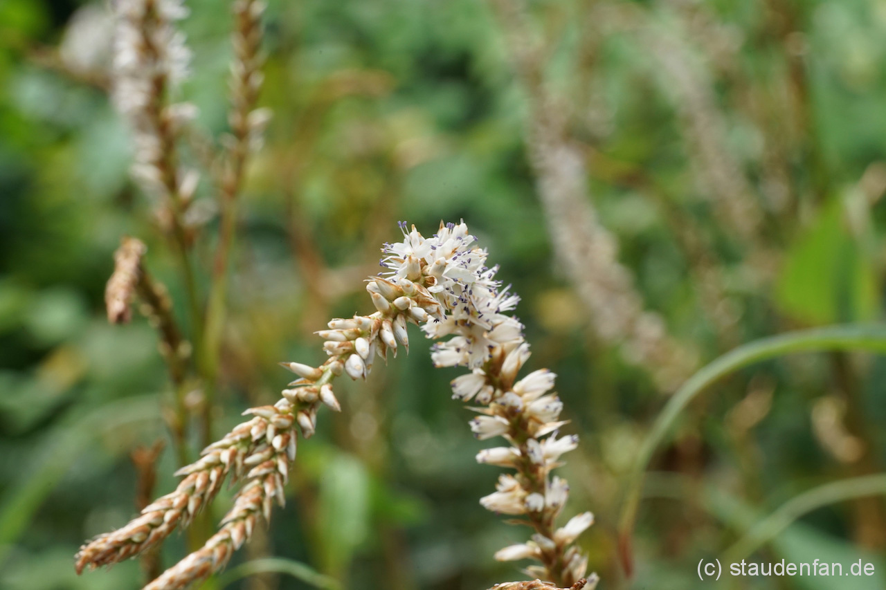 Bei Persicaria amplexicaulis 'Eastfield White' sind die weißen Blütenrispen oft elegant seitwärts gerichtet.
