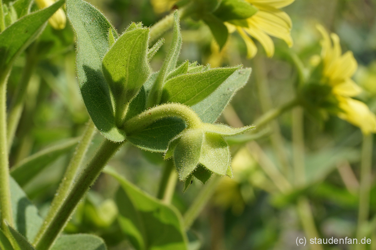 Wegen ihrem leicht klebrigen Laub, wurde diese seltene Pflanze Silphium glutinosum getauft, was soviel bedeutet wie "klebrige Silphie".