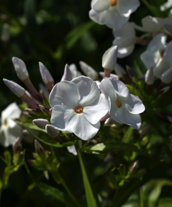 Die Naturhybride Phlox x 'Minnie Pearl' wird nur 50 cm hoch und ist sehr kompakt. Das Farbspiel der Knospen dieses Wildphloxes ist bezaubernd.