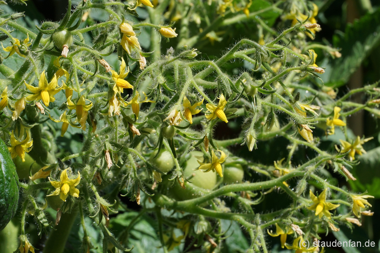 Die Blütenstände der Tomate Geranium Kiss sind üppig und beeindruckend