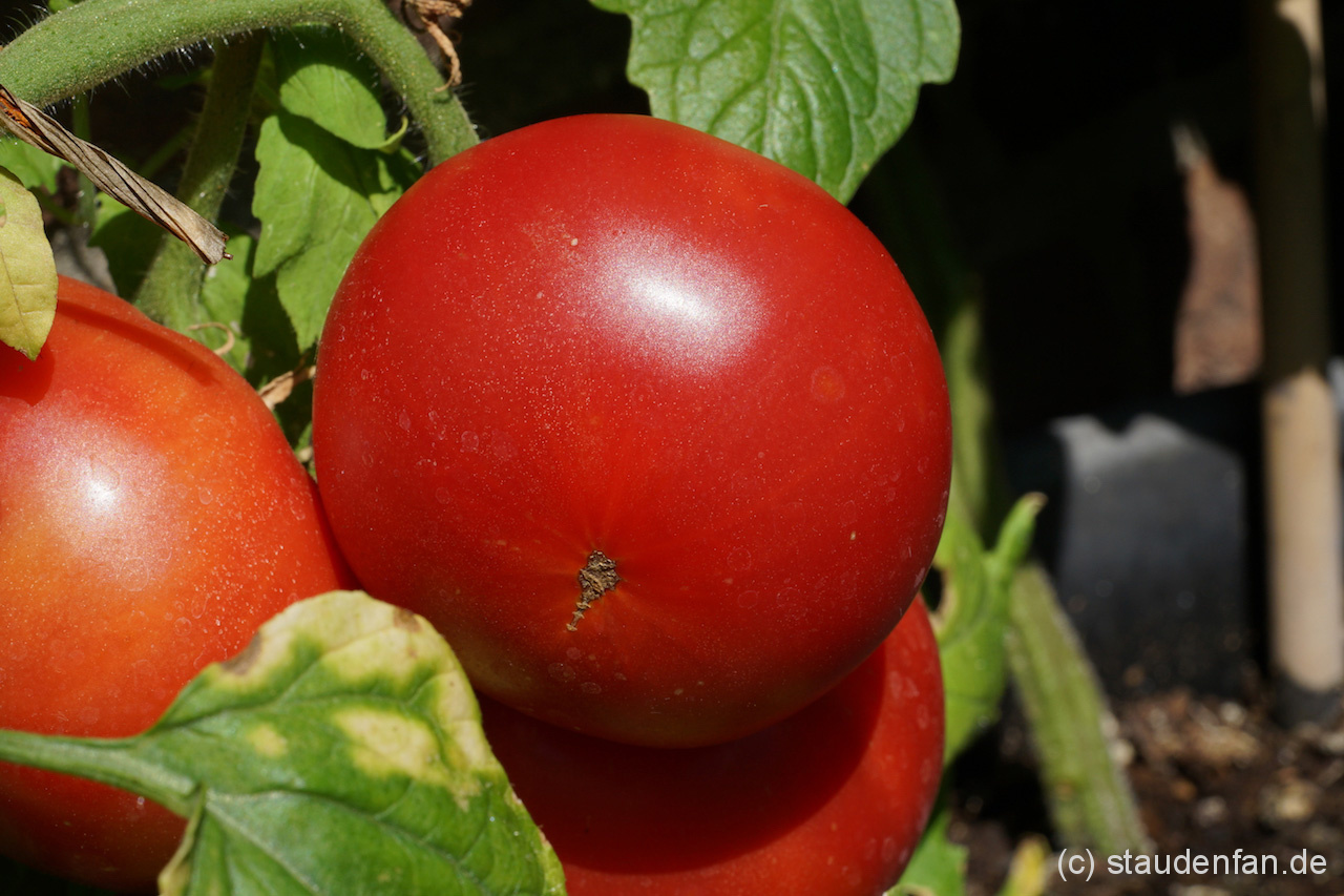 Bereit zur Ernte: Die Tomate Missouri Pink Love Apple.