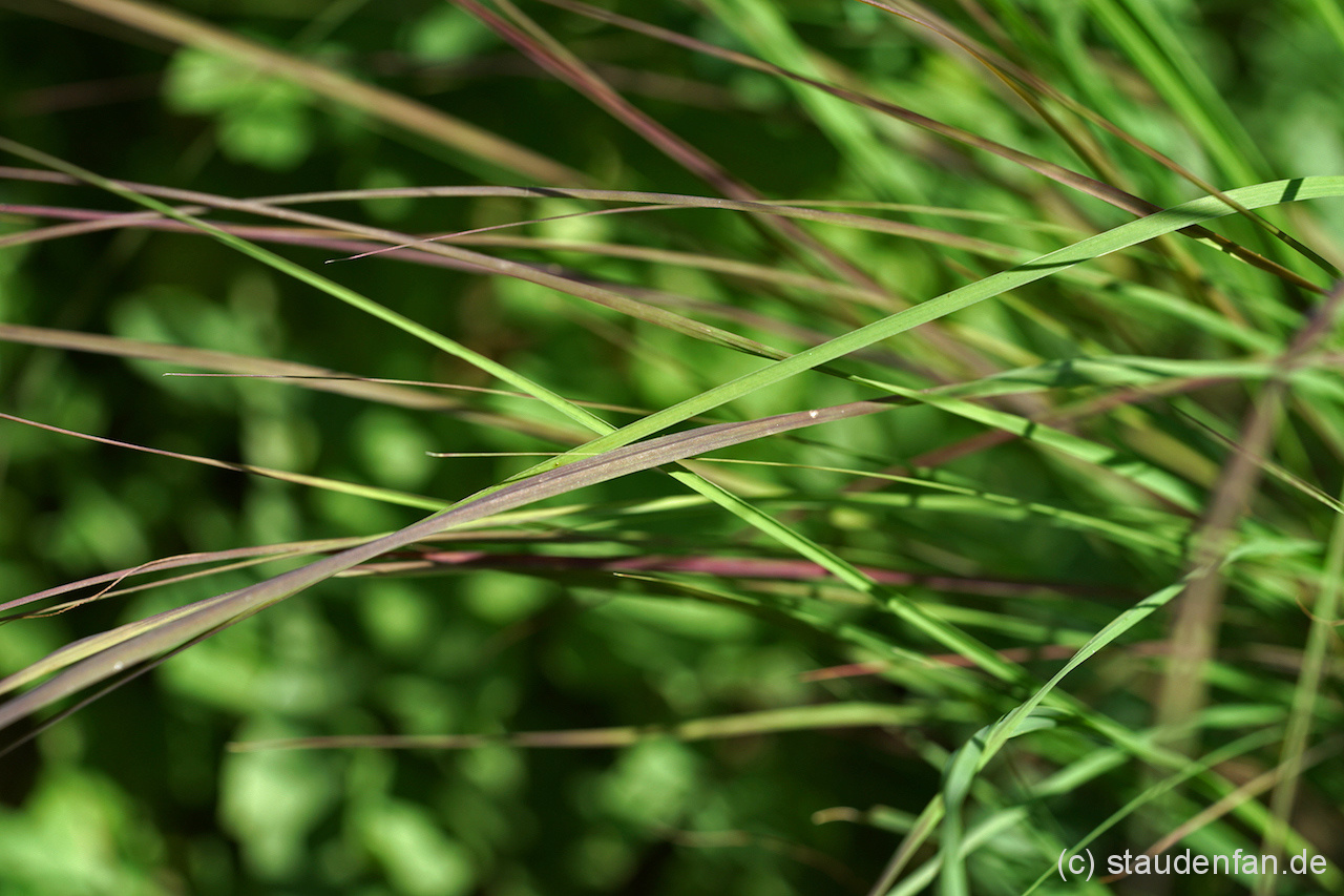 Eragrostis curvula ‚Totnes Burgundy’ – Bild 2