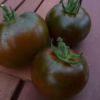 Tomate Black Yum Yum