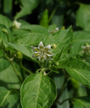 Eine Blüte des Chilis Lemon Drop.