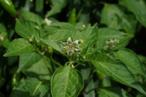 Eine Blüte des Chilis Lemon Drop.