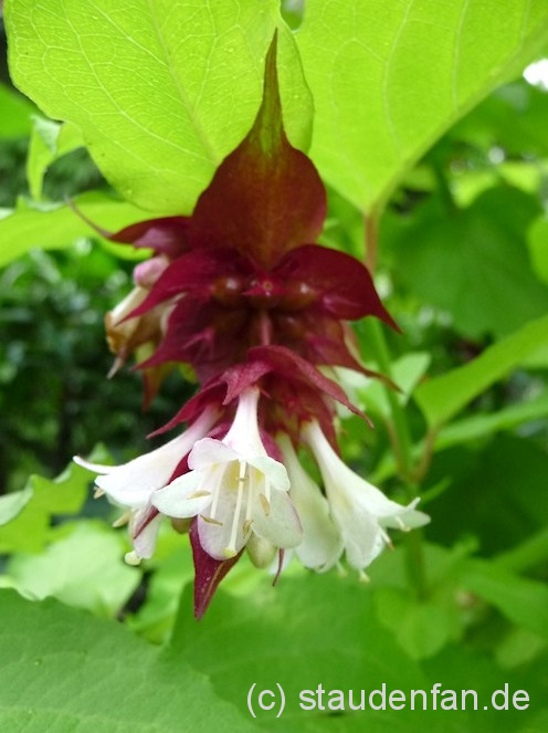 Leycesteria formosa ‘Notbruce’