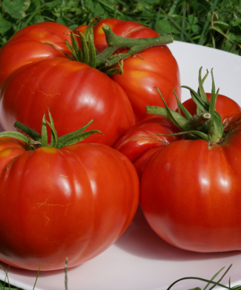 Die Tomate Brandywine Glicks ist höchst aromatisch.