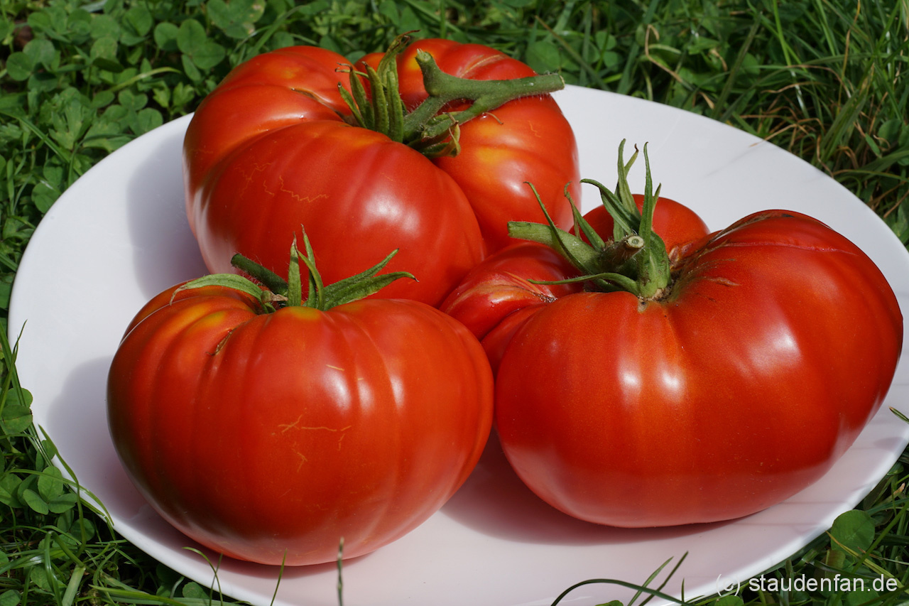 Die Tomate Brandywine Glicks ist höchst aromatisch.