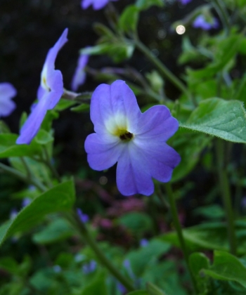 Die Wildform des Jamaikanischen Vergissmeinnicht (Browallia americana) blüht blau.