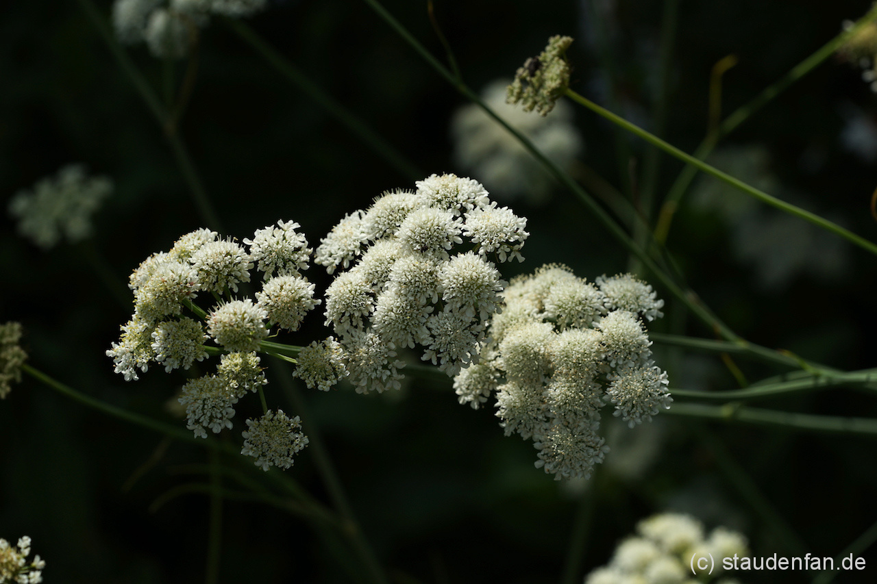 Bunium ferulaceum W&B BG B10 Gärtnerei Staudenfan