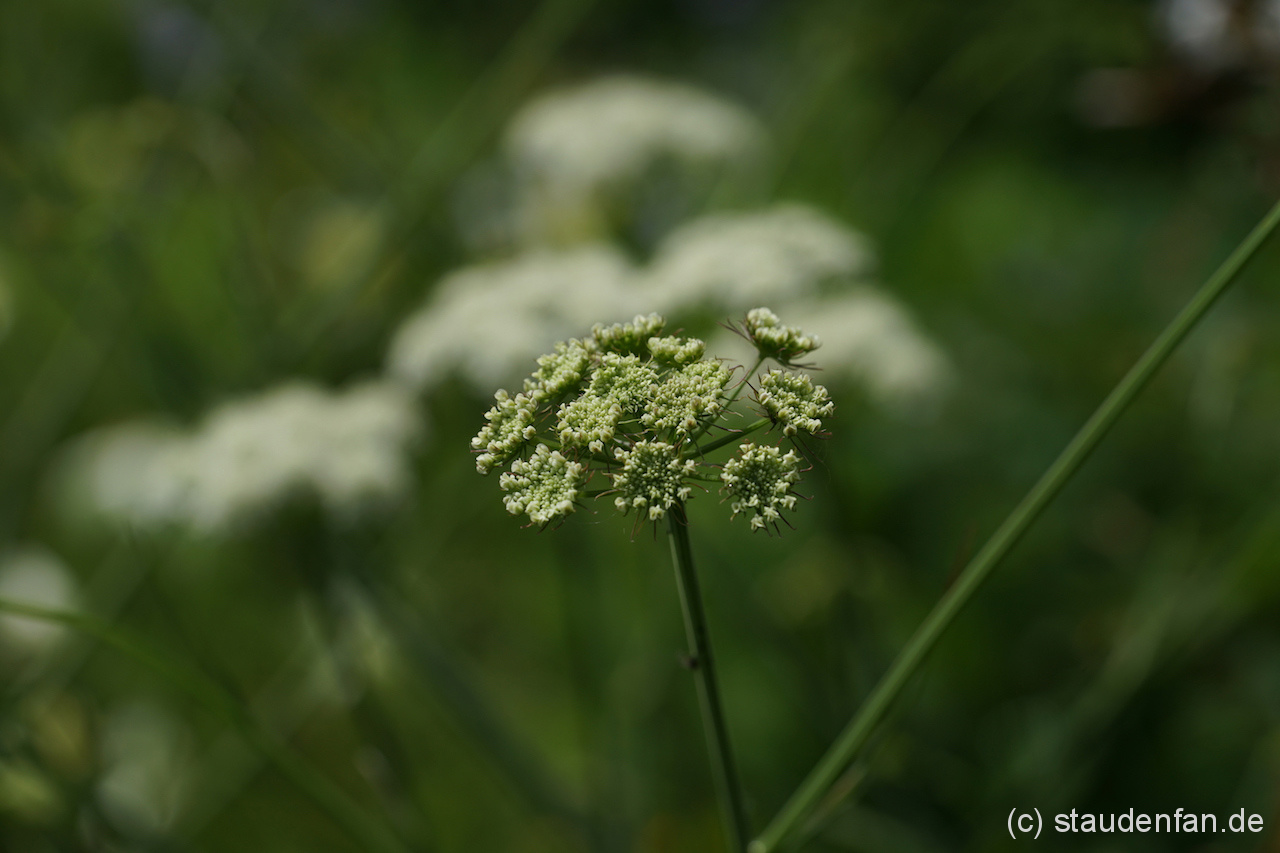 Bunium ferulaceum W&B BG B10 Gärtnerei Staudenfan