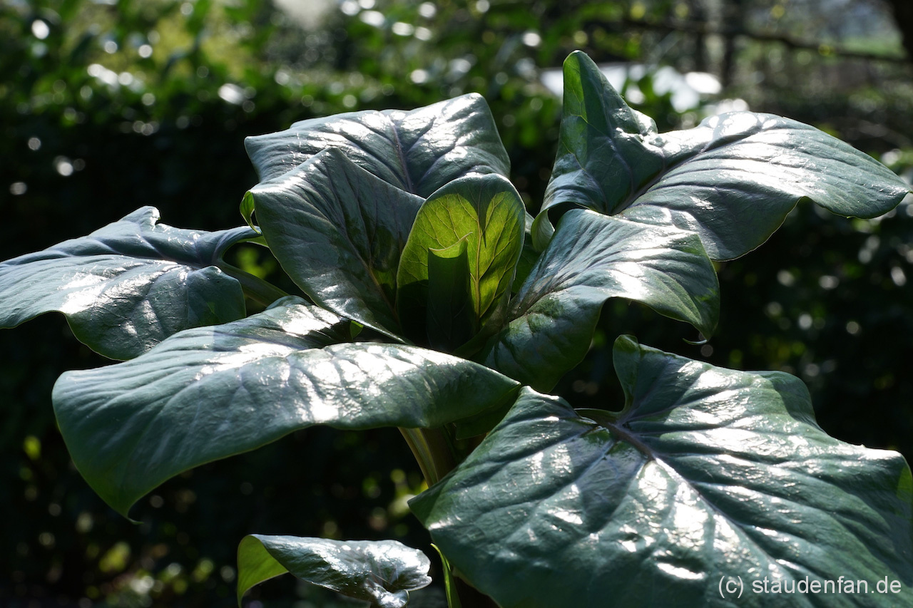 Cardiocrinum giganteum var. yunannense – Bild 2