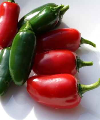 Jalapeno Chilis haben ein besonderes Aroma und können sowohl grün, als auch rot geerntet werden. Hier die besonders milde Sorte 'TAM'.