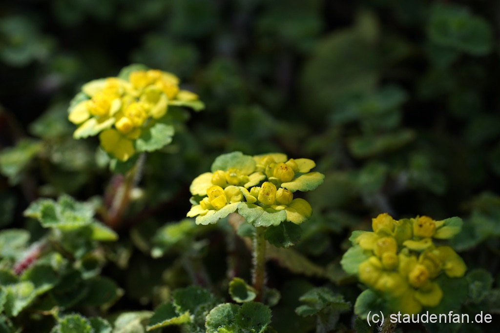 Chrysosplenium davidianum