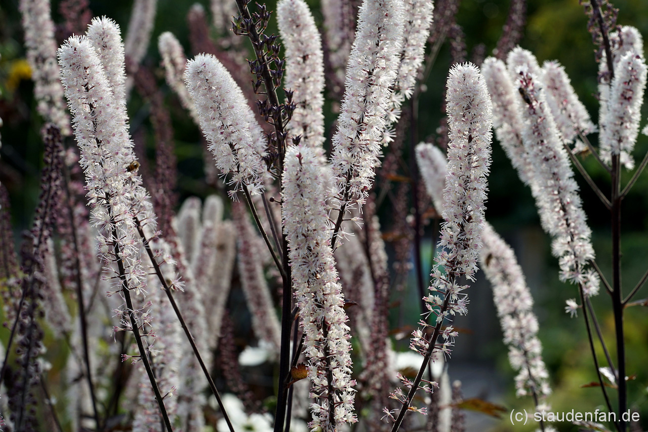 Cicimifuga simplex ‚Atropurpurea’