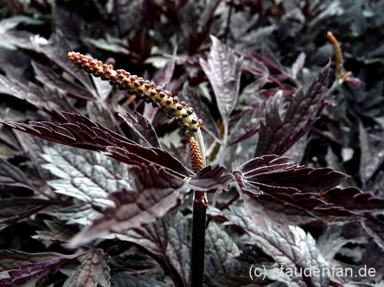 Cicimifuga simplex ‚Atropurpurea’ – Bild 2