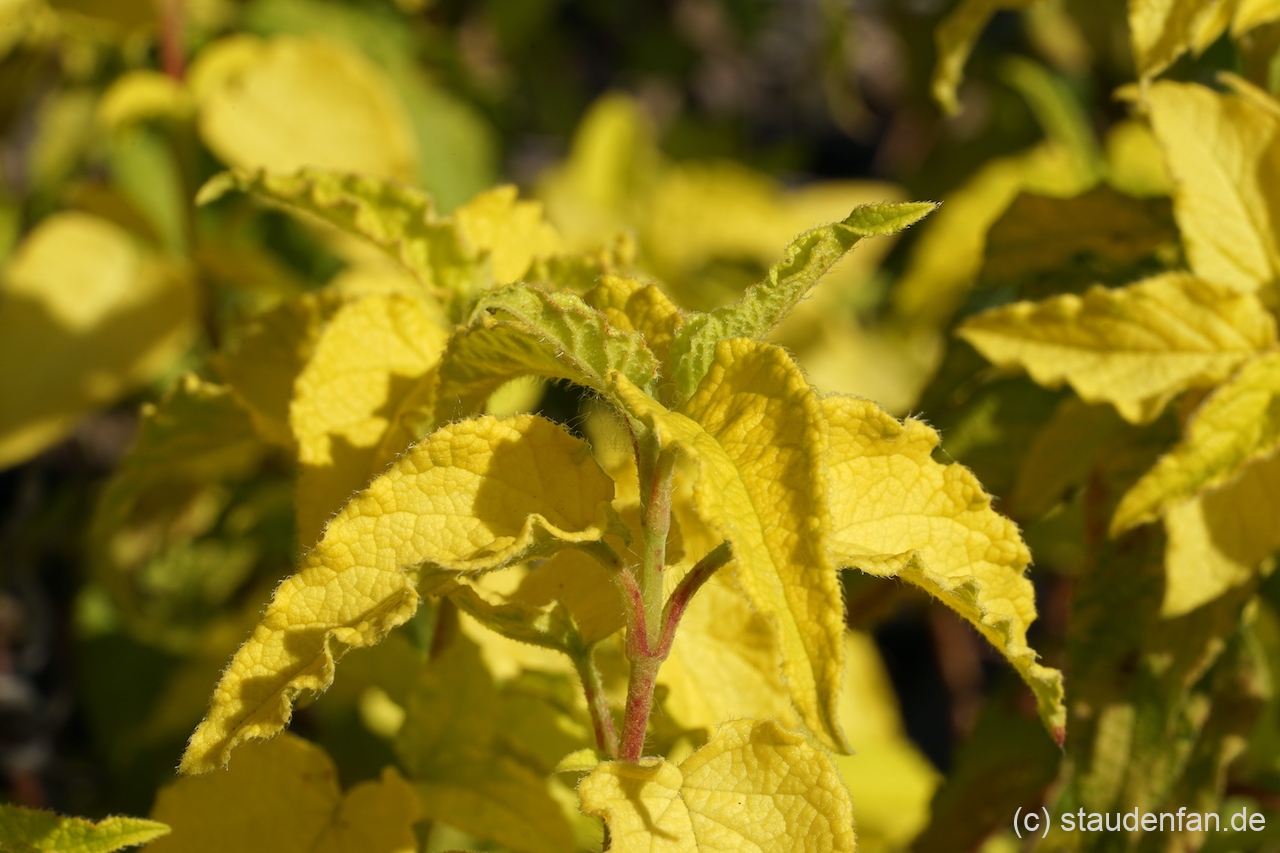 Cistus x hybridus 'Ulla Hannecke'.