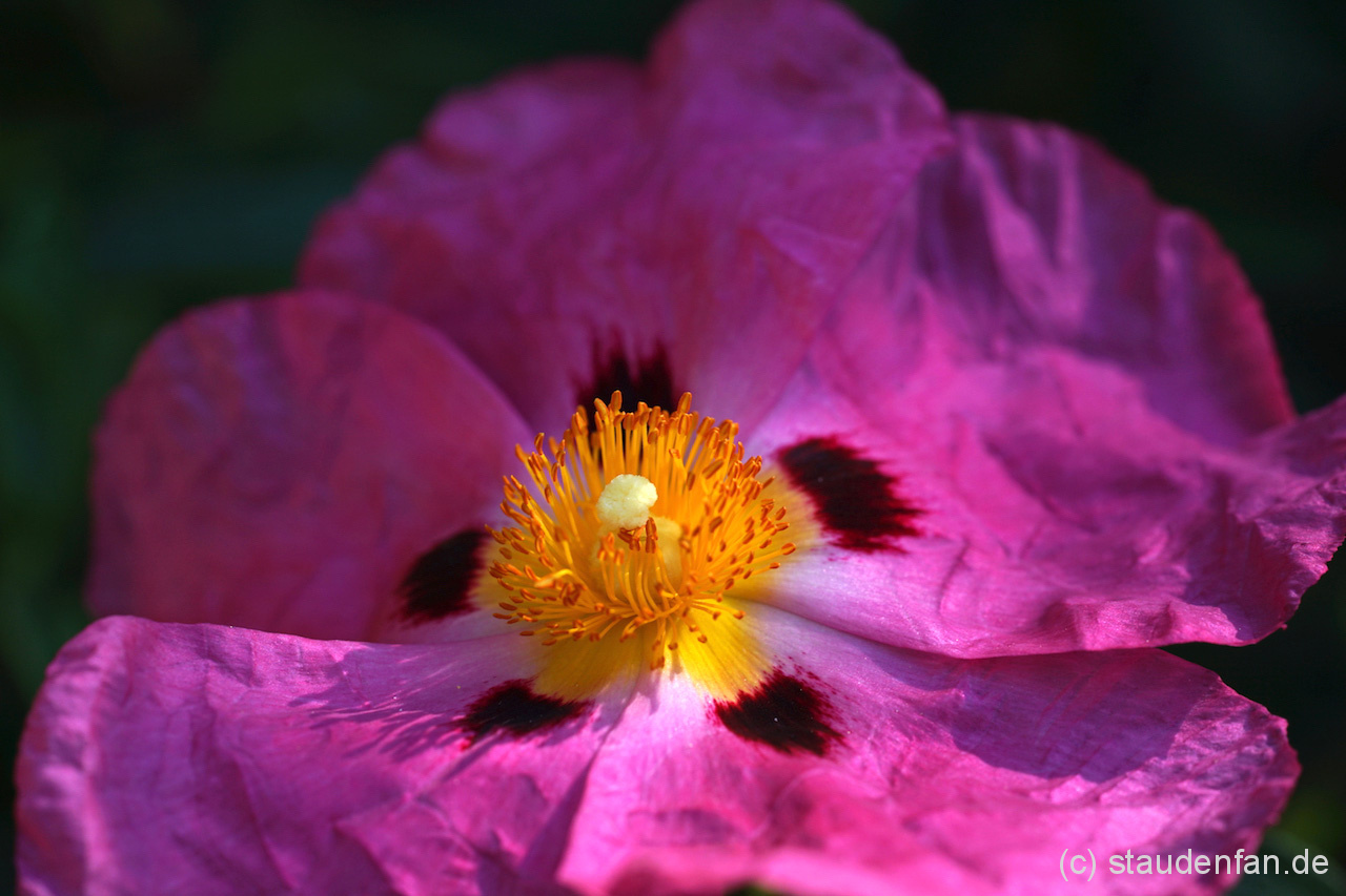 Cistus x purpureus
