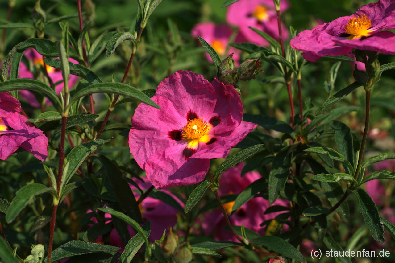 Cistus x purpureus – Bild 3