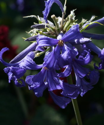 Die Waldrebe Clematis 'Cassandra' blüht über Wochen mit strahlend blauen Blüten.