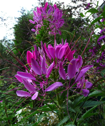 Cleome hassleriana ‚Violet Queen’ ist eine farbintensive Spinnenblume mit tiefer und kräftiger Farbgebung.