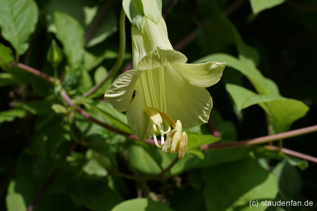 Cobaea pringlei CD&R1323