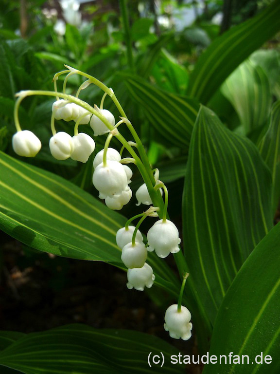 Convallaria majalis 'Albostriata' – Bild 3