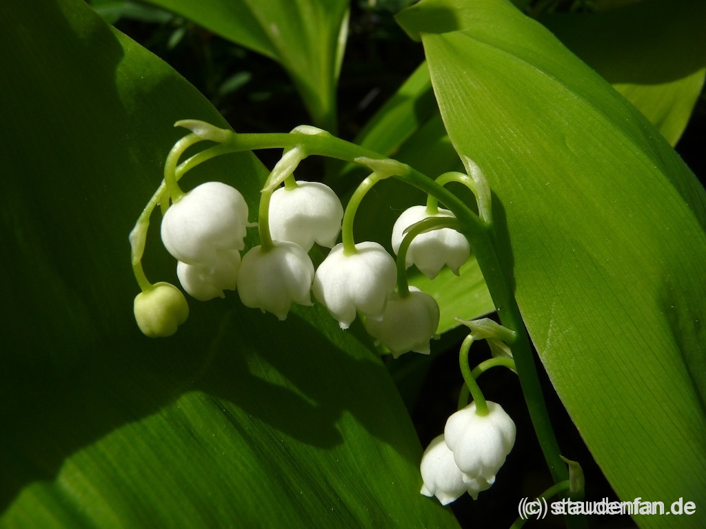 Convallaria majalis 'Fernwood’s Golden Slippers'