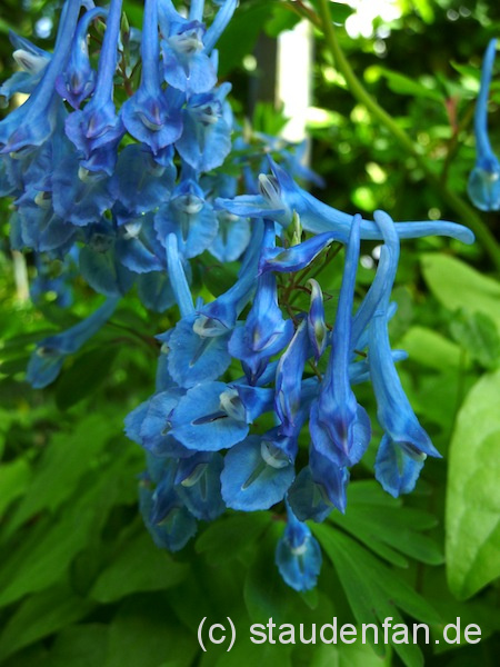Corydalis elata x flexuosa 'Tory M.P.' – Bild 3