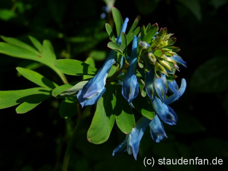 Corydalis elata x flexuosa 'Tory M.P.' – Bild 2