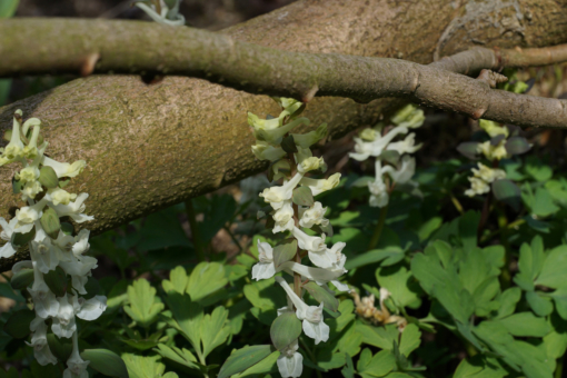 Corydalis cava – Bild 2