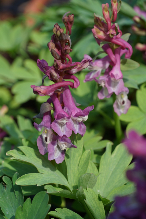 Corydalis cava – Bild 3