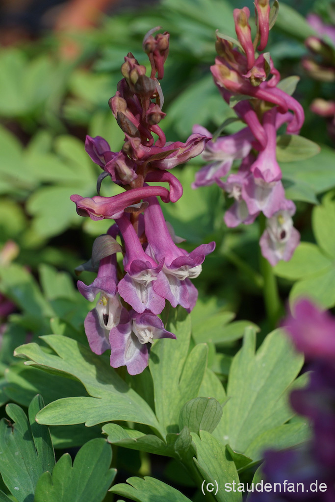Corydalis cava Gärtnerei Staudenfan