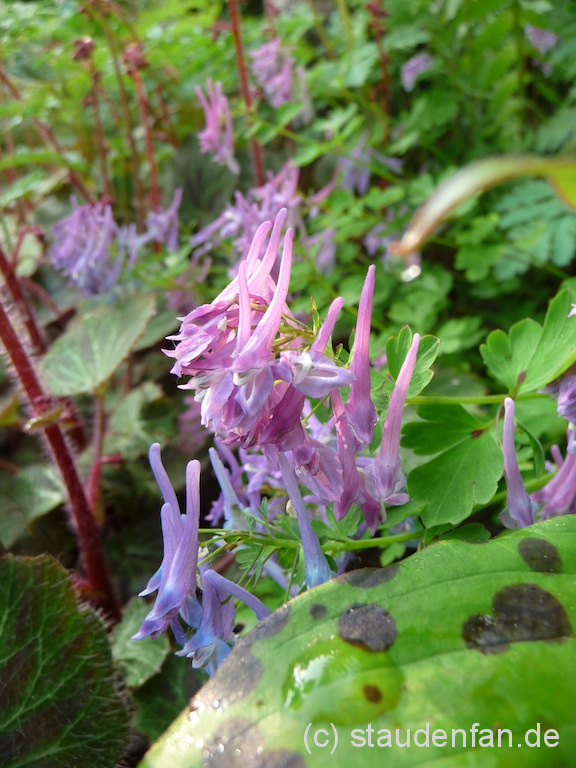 Corydalis omeiana (syn. omeiensis) – Bild 4