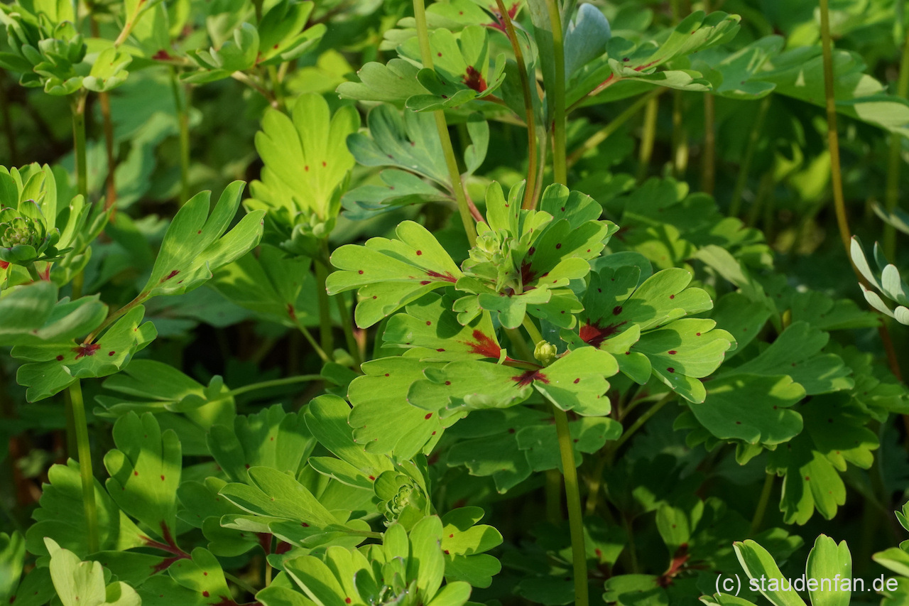 Corydalis omeiana (syn. omeiensis) – Bild 2